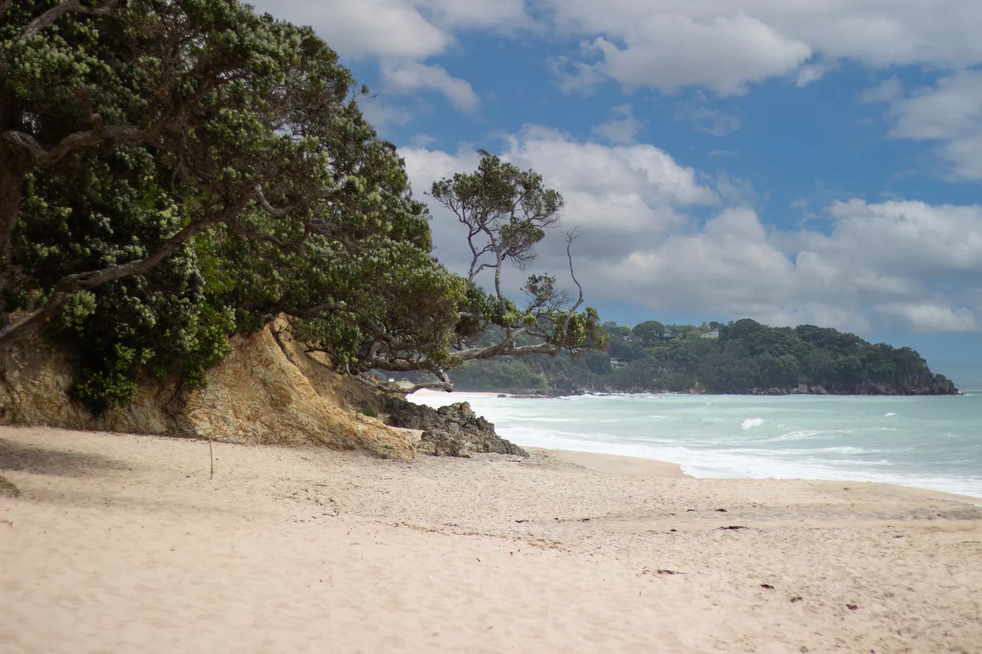 Langs Beach coastline with native pohutukawa trees